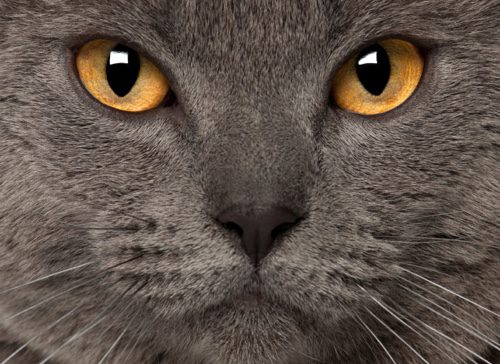 Pepper