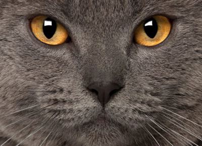 Pepper